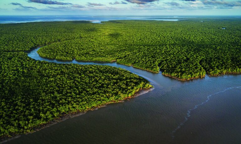 Exposição no CCBB RJ destaca importância e riqueza dos manguezais